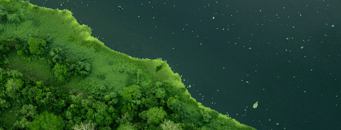 Un bosque verde junto a un lago.