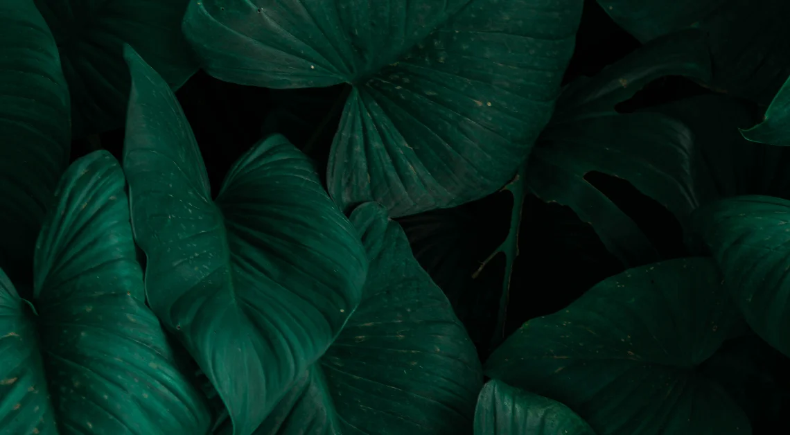 Des feuilles vert foncé