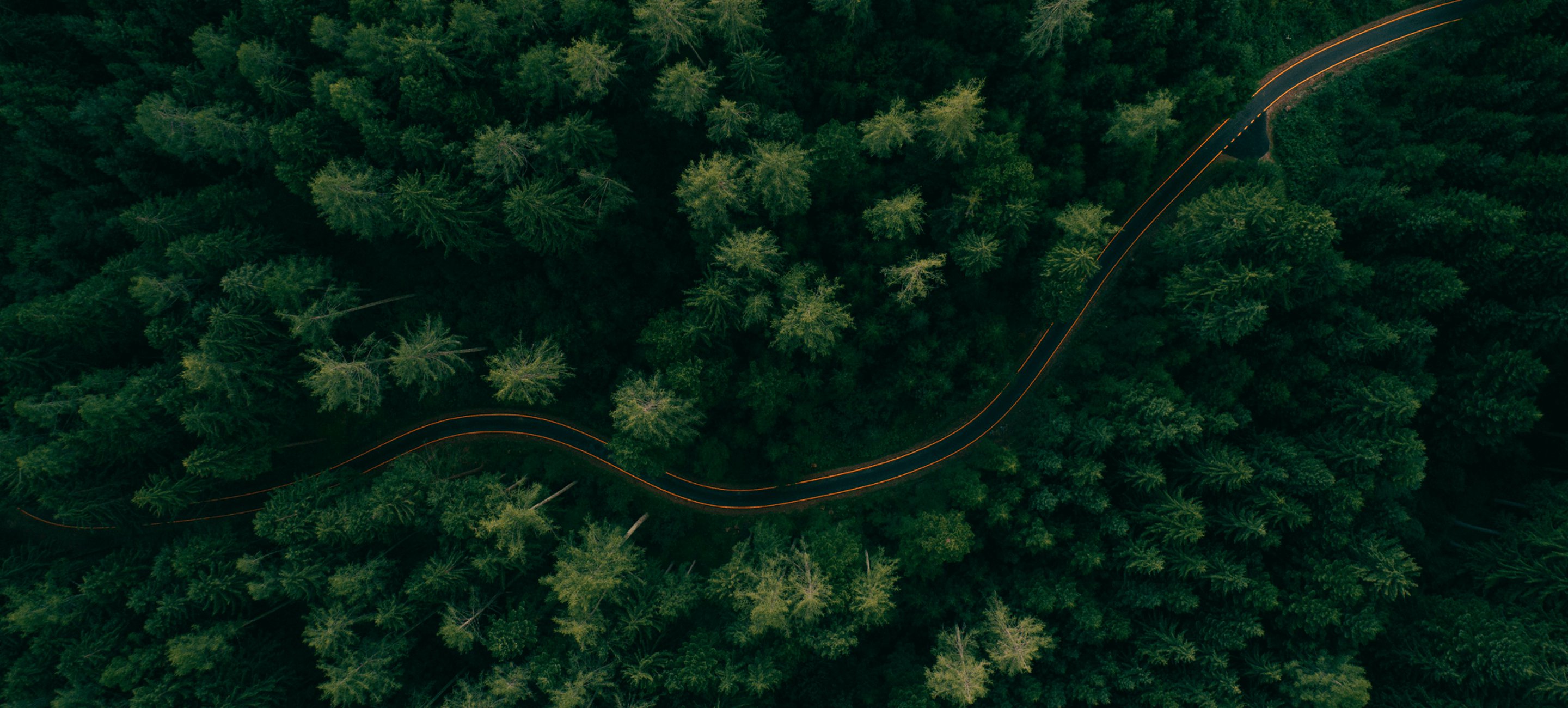 Vue aérienne d'une forêt de pins traversée par une route.